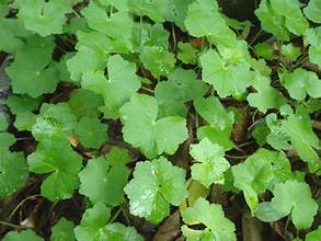 Hydrocotyle javanica